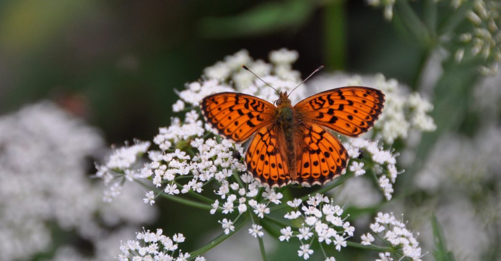 A pretty picture of an orange butterfly on a white flower
