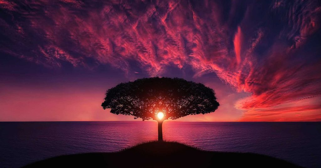 Red sunset with tree next to ocean
