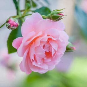 Remembering-Wholeness-4 Remembering-Wholeness-4