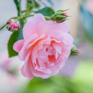 Remembering-Wholeness-4 Remembering-Wholeness-4