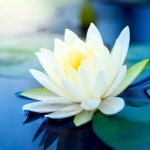 Vipassana Vipassana